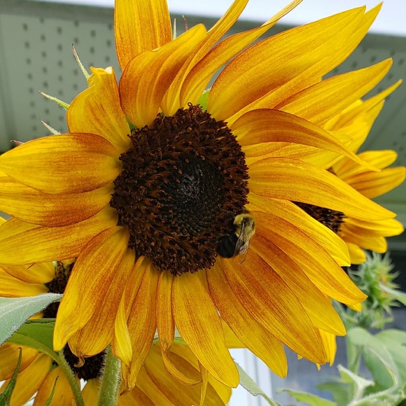 Meet your Posher, Jen - Picture 1 of 1